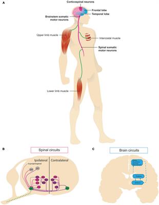 Neural circuit and synaptic dysfunctions in ALS-FTD pathology